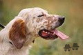Setter Anglais VOY'ELLE DU MAS D'EYRAUD Setter Anglais VOY'ELLE DU MAS D'EYRAUD